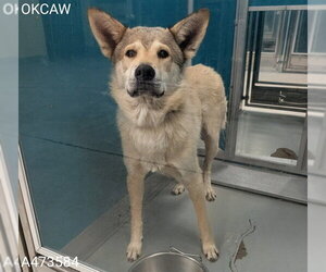 Siberian Husky-Unknown Mix Dogs for adoption in Oklahoma City, OK, USA