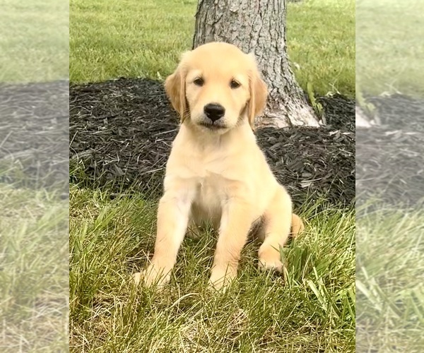 Medium Photo #1 Golden Retriever Puppy For Sale in CUB RUN, KY, USA