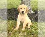 Small Golden Retriever