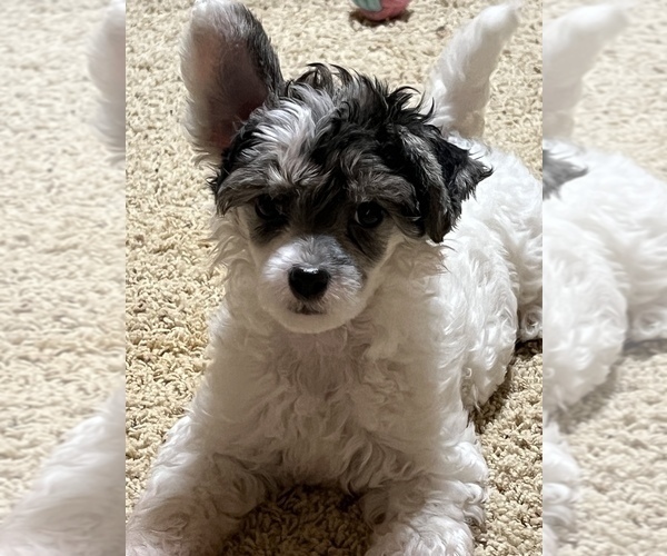 Medium Photo #6 Chinese Crested Puppy For Sale in DECATUR, TX, USA