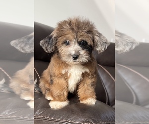 Peke-A-Poo Puppy for sale in BEECH GROVE, IN, USA