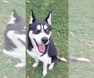 Siberian Husky Dogs for adoption in Fort Lauderdale, FL, USA