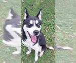 *KAZUYA - Male Siberian Husky Dog for Adoption - Small photo