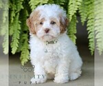 Small #4 Shih-Poo