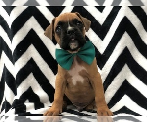 Boxer Puppy for sale in CEDAR LANE, PA, USA