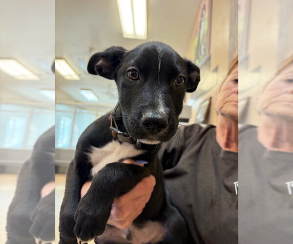 Medium Photo #4 Labrador Retriever-Unknown Mix Puppy For Sale in Great Bend, KS, USA