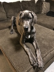 Great Dane Puppy for sale in GRESHAM, OR, USA