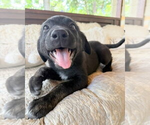 Australian Shepherd-German Shepherd Dog Mix Dogs for adoption in Lakewood, CO, USA