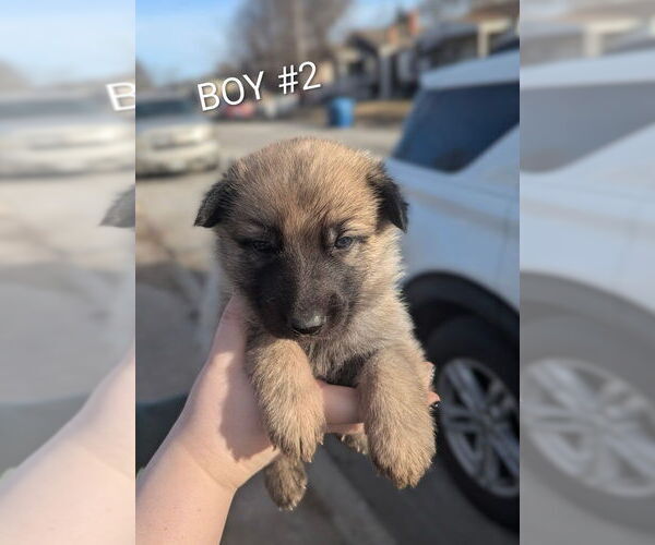 Medium Photo #3 German Shepherd Dog Puppy For Sale in GRANITE CITY, IL, USA
