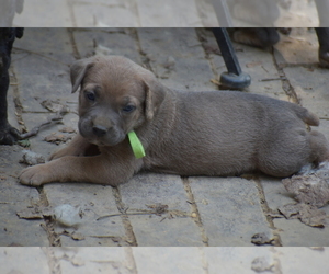 Cane Corso Puppy for sale in BIRMINGHAM, AL, USA