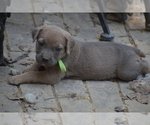 Image preview for Ad Listing. Nickname: Zuma