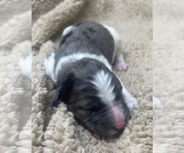 Medium Photo #3 Goldendoodle Puppy For Sale in PIERSON, FL, USA