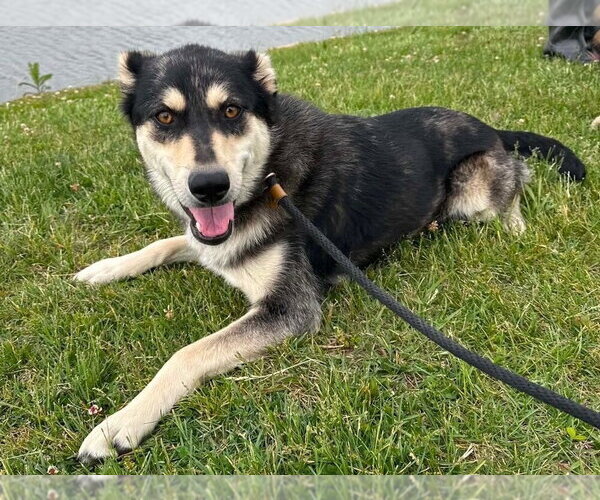 Medium Photo #5 Siberian Husky-Unknown Mix Puppy For Sale in Evansville, IN, USA