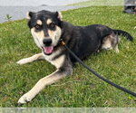 Small #4 Siberian Husky Mix
