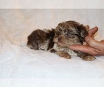 Small #5 Shih Tzu