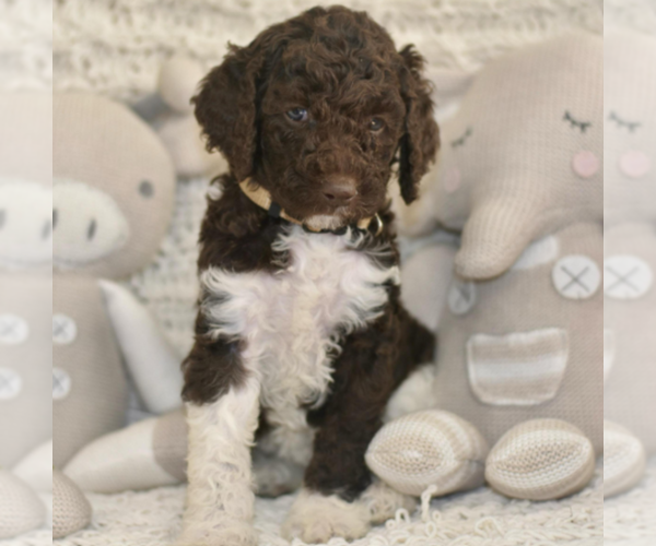Medium Photo #4 Labradoodle mix (+ Poodle Standard) Puppy For Sale in CHULA VISTA, CA, USA