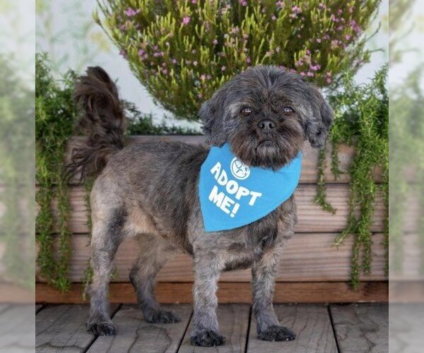 Medium Photo #1 Shih Tzu Puppy For Sale in Pacific Grove, CA, USA