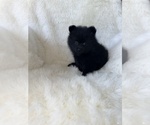 Small #4 Pomeranian