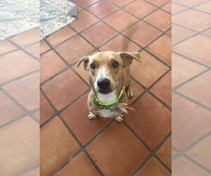 Chance - Male Bassetdor Dog for Adoption - Photo #6