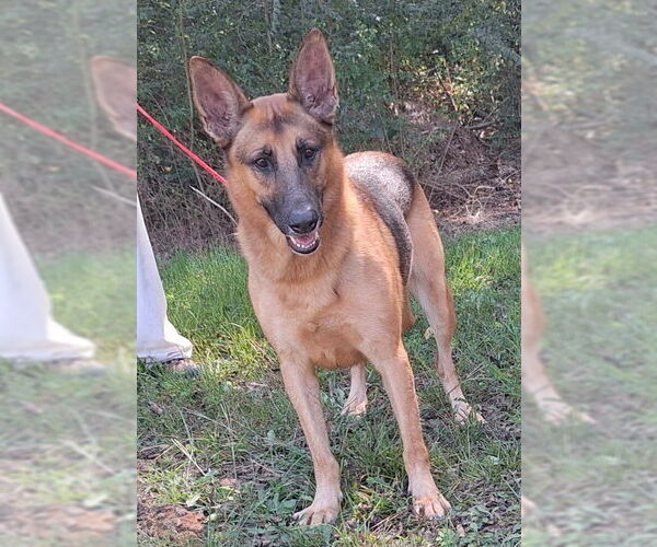 Medium Photo #2 German Shepherd Dog-Unknown Mix Puppy For Sale in Wetumpka, AL, USA