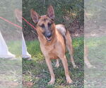 Small #1 German Shepherd Dog Mix