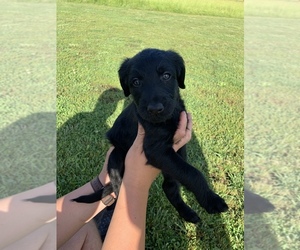 Double Doodle Puppy for sale in ROCKMART, GA, USA