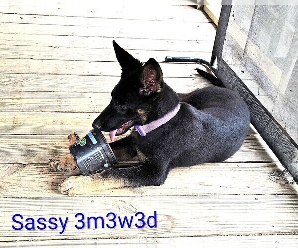 Medium Photo #4 German Shepherd Dog Puppy For Sale in WARRENTON, NC, USA