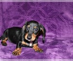 Small #9 Dachshund