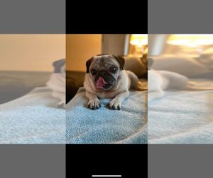 Pug Dogs for adoption in Brights Grove, Ontario, Canada