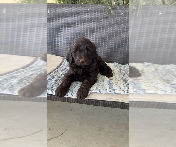 Medium Photo #8 Labradoodle Puppy For Sale in FRESNO, CA, USA