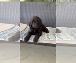 Small Photo #8 Labradoodle Puppy For Sale in FRESNO, CA, USA