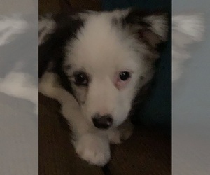 Miniature Australian Shepherd Puppy for sale in ADAIR VILLAGE, OR, USA