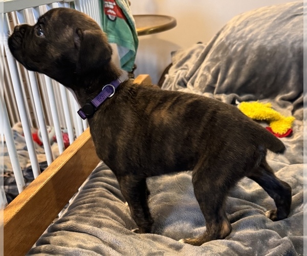Medium Photo #5 Boxer Puppy For Sale in LANSING, MI, USA