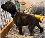 Small #4 Boxer