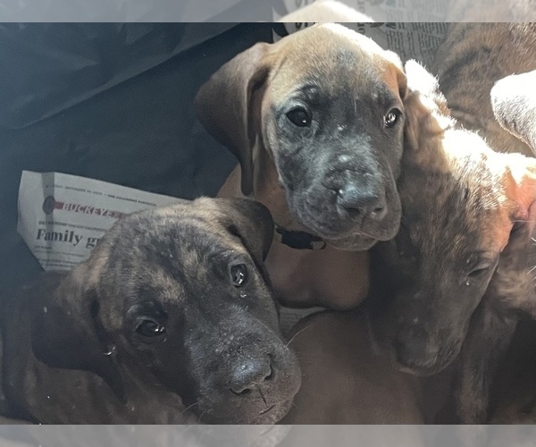 Medium Photo #4 Great Dane Puppy For Sale in JOHNSTOWN, OH, USA