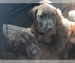 Small Photo #4 Great Dane Puppy For Sale in JOHNSTOWN, OH, USA