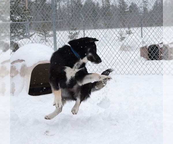 Medium Photo #5 Siberian Husky-Unknown Mix Puppy For Sale in Webster, WI, USA