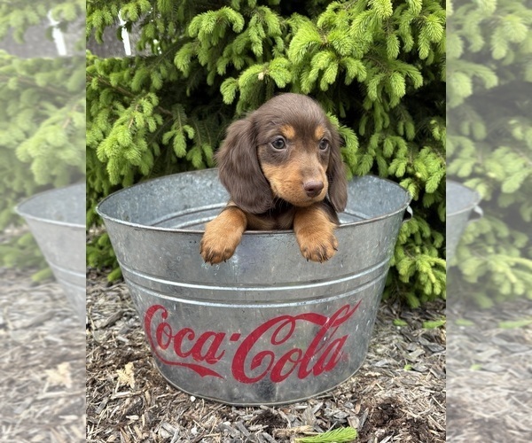 Medium Photo #2 Dachshund Puppy For Sale in MIDDLEBURY, IN, USA