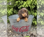 Small #1 Dachshund