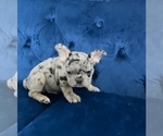 Small Photo #34 French Bulldog Puppy For Sale in CHICAGO, IL, USA