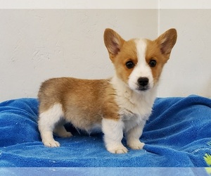 Pembroke Welsh Corgi Puppy for sale in CLARK, MO, USA