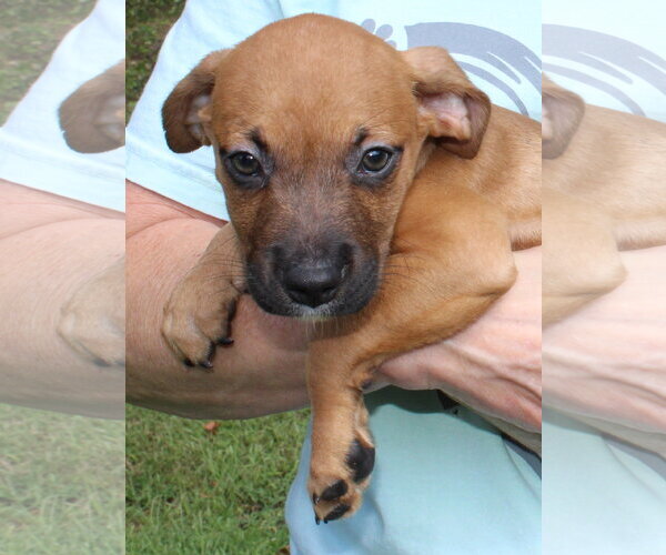 Medium Photo #2 Retriever -Unknown Mix Puppy For Sale in Prattville, AL, USA
