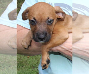 Kirby 44217 - Male Retriever -Unknown Mix Dog for Adoption - Photo #2