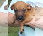 Small Photo #2 Retriever -Unknown Mix Puppy For Sale in Prattville, AL, USA