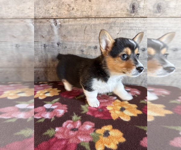 Medium Photo #9 Pembroke Welsh Corgi Puppy For Sale in VERMONTVILLE, MI, USA