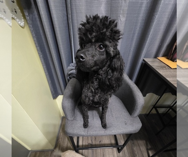 Medium Photo #1 Poodle (Miniature) Puppy For Sale in FREMONT, NE, USA