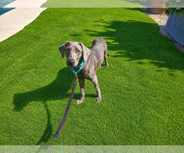 Medium Photo #2 Labrador Retriever Puppy For Sale in Clovis, CA, USA