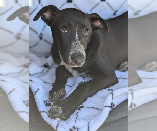 Medium Photo #3 Labrador Retriever-Unknown Mix Puppy For Sale in Oakhurst, NJ, USA