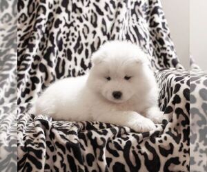 Samoyed Puppy for Sale in CASCADE, Maryland USA