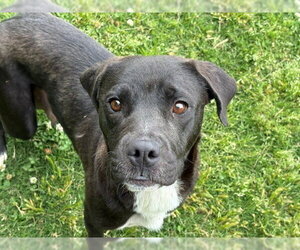 Mutt Dogs for adoption in Tulsa, OK, USA